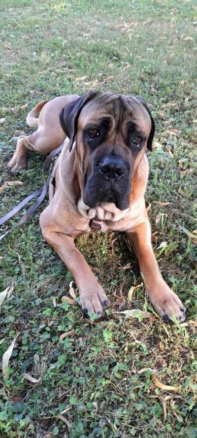 cane corso-Beitrag-Bild