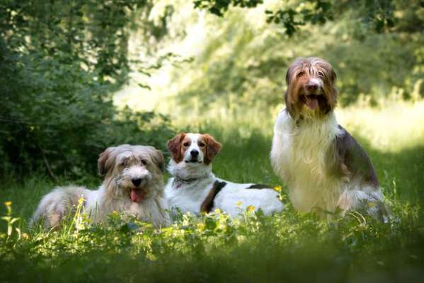 Hunde vom Tierschutzverein 🐕♥️-Beitrag-Bild
