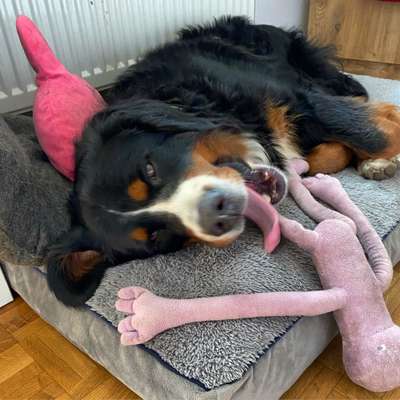 Berner Sennen-Beitrag-Bild