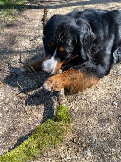 Berner Sennen-Beitrag-Bild