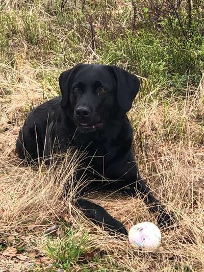 Wie heißt dein Hund?-Beitrag-Bild