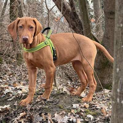 Hundetreffen-Welpentreffen in der Lobau-Bild