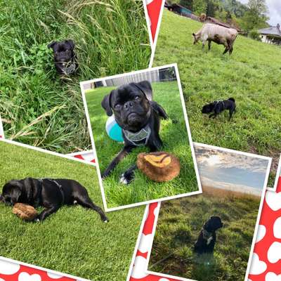 39. Collagen Challenge - Dein Hund auf einer Wiese-Beitrag-Bild