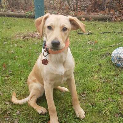 Hundetreffen-Einfach nur toben ☺️-Profilbild