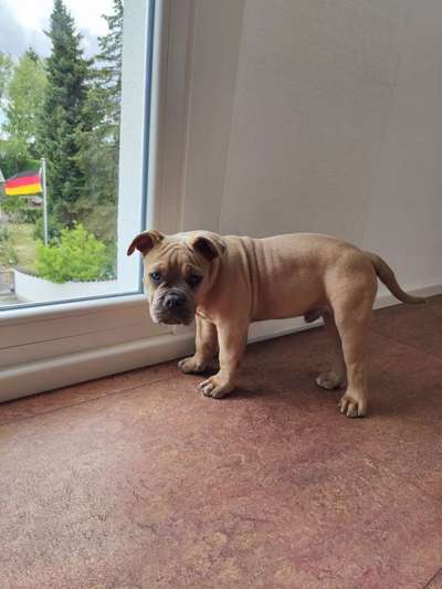 Olde English Bulldogge-Beitrag-Bild