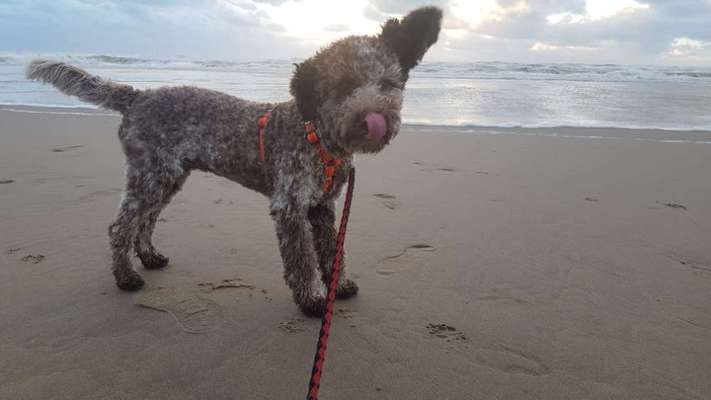 Fotochallenge Nr. 59 - Mein Hund zeigt die Zunge-Beitrag-Bild