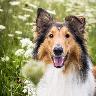 Hundetreffen-Social Walk/ Trainingspartner-Bild