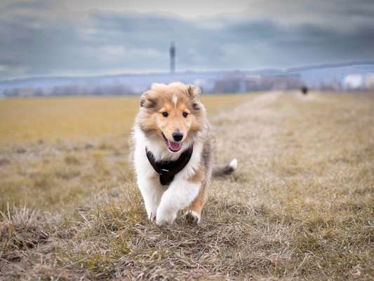 Langhaar Collies-Beitrag-Bild