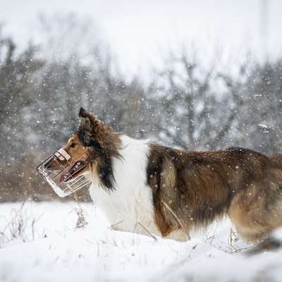 Langhaar Collies-Beitrag-Bild