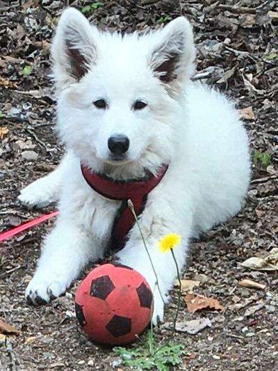 Welpen Bilder !-Beitrag-Bild