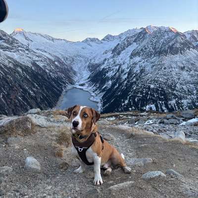 Hundetreffen-Übungsspaziergänge-Bild