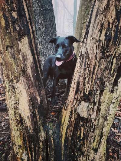 Labradorfans-Beitrag-Bild