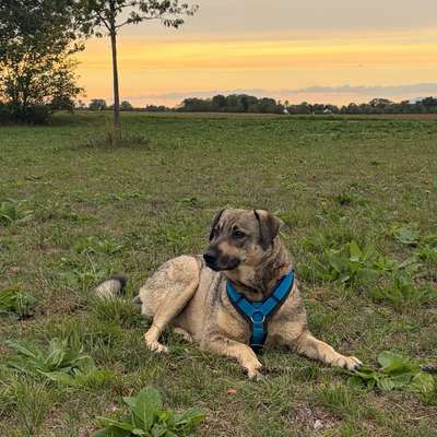Hundetreffen-Gassi gehen / Spielen-Bild