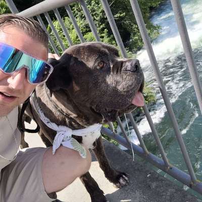 Hundetreffen-Auf dem Feld oder Wald-Bild