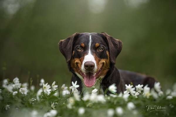 Fotochallenge 78

Es grünt und blüht-Beitrag-Bild