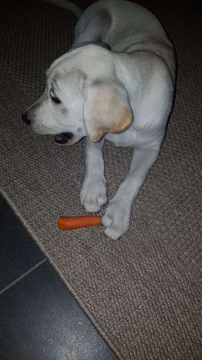 Labradorfans-Beitrag-Bild