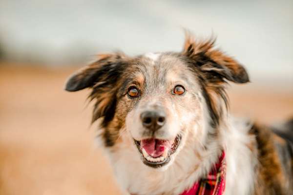 Handy Foto Challange Nr. 46  Happy Dog-Beitrag-Bild