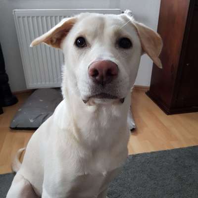 Labradorfans-Beitrag-Bild