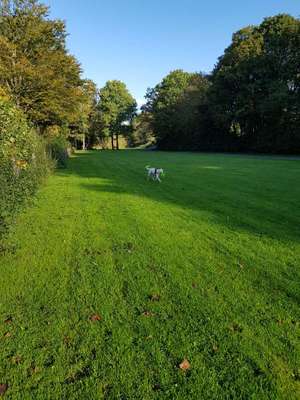 Hundeauslaufgebiet-Balker Aue-Bild