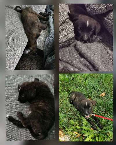 Welpen Bilder !-Beitrag-Bild