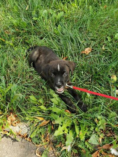 Welpen Bilder !-Beitrag-Bild