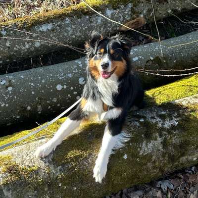 Hundetreffen-Gassi zum Freunde finden