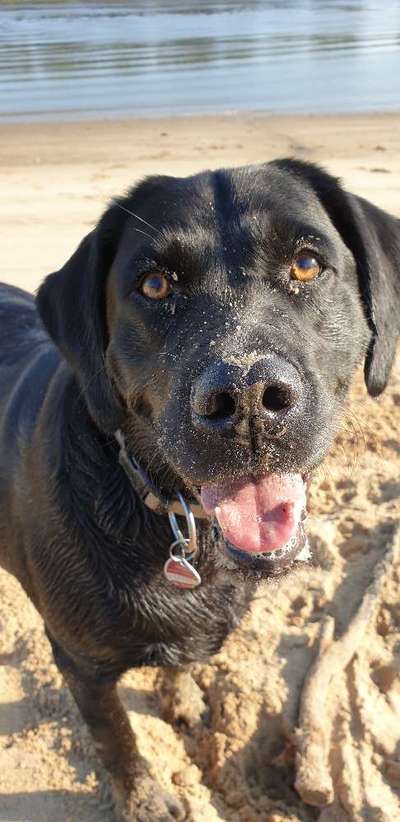 Dogorama-Monats-Challenge-Mai "Wasser"-Beitrag-Bild