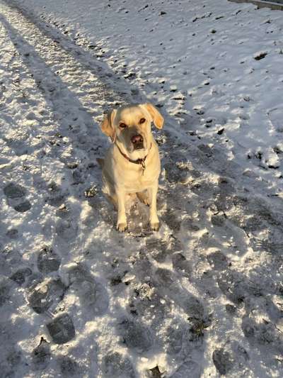 Labradorfans-Beitrag-Bild