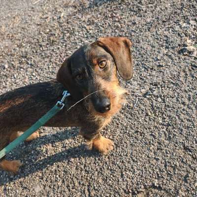 Hundetreffen-gemütlicher Spaziergang-Bild
