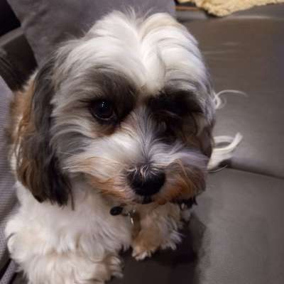 Havaneser-Beitrag-Bild