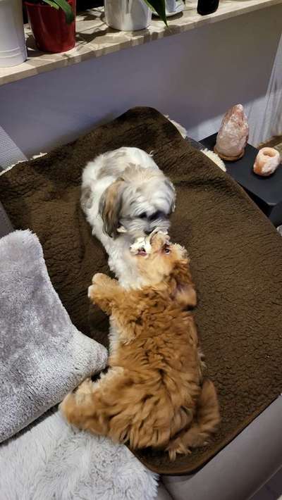 Havaneser dabei?:)-Beitrag-Bild