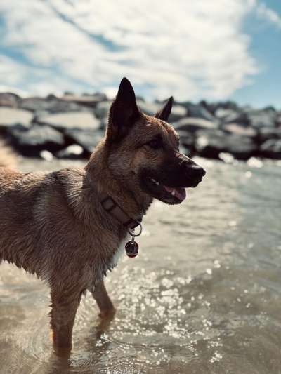 Hundetreffen-Spazieren gehen & toben-Bild