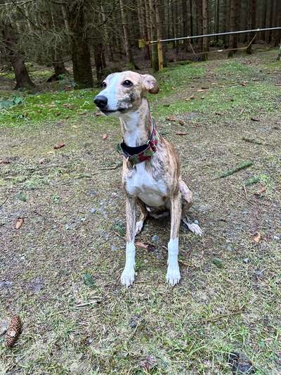 Whippet-Beitrag-Bild