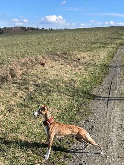 Windhunde - Treffen der besonderen Schönheiten
HERZLICH WILLKOMMEN-Beitrag-Bild
