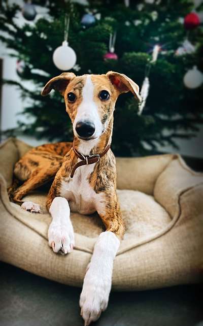 Whippet-Beitrag-Bild