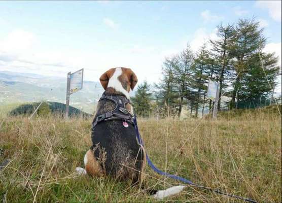 Dein Hund im Dogorama-Kalender 2021-Beitrag-Bild