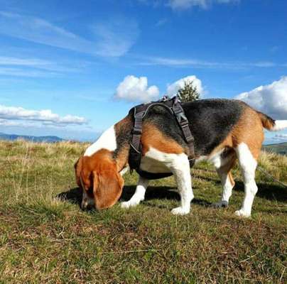 Dein Hund im Dogorama-Kalender 2021-Beitrag-Bild