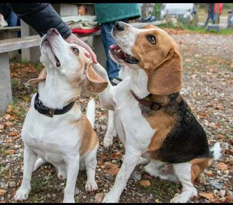 Dein Hund im Dogorama-Kalender 2021-Beitrag-Bild