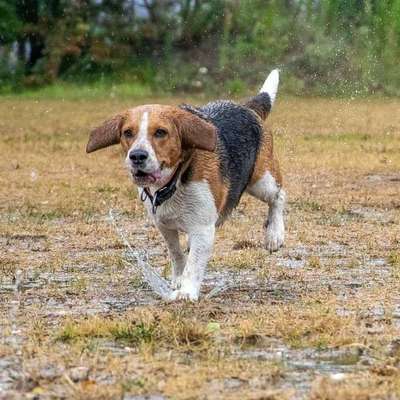 Dein Hund im Dogorama-Kalender 2021-Beitrag-Bild