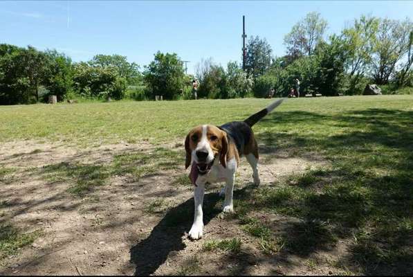 Dein Hund im Dogorama-Kalender 2021-Beitrag-Bild