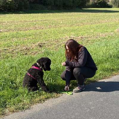 Hundetreffen-Wir haben immer gern nette Begleitung beim Spaziergen gehen und Hunde auslasten ❤️-Bild
