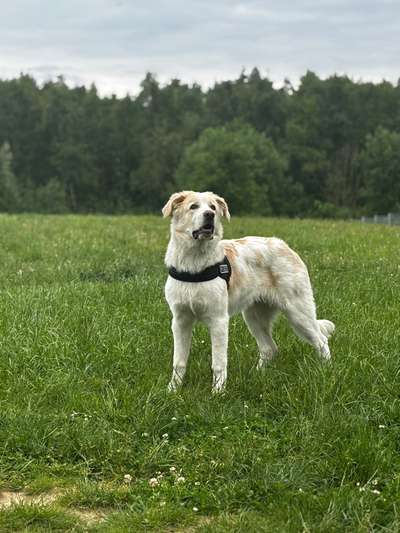 Hundetreffen-Trainings Partner und gassi Freund gesucht 🐾🐾-Bild