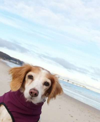 Auslandstierschutz-Beitrag-Bild