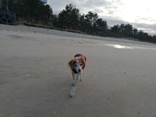 Auslandstierschutz-Beitrag-Bild