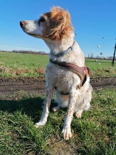 Auslandstierschutz-Beitrag-Bild