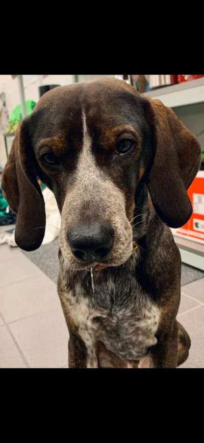 Die besten Hundeblicke 🐾❤️-Beitrag-Bild