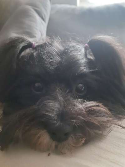 Die Augen Deines Hundes-Beitrag-Bild