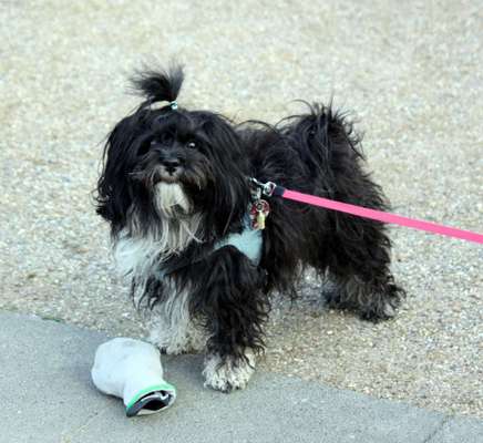 Havaneser dabei?:)-Beitrag-Bild