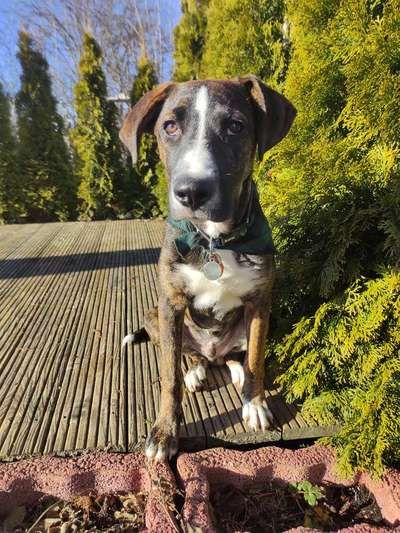 Mischlingshunde Foto Aufruf-Beitrag-Bild