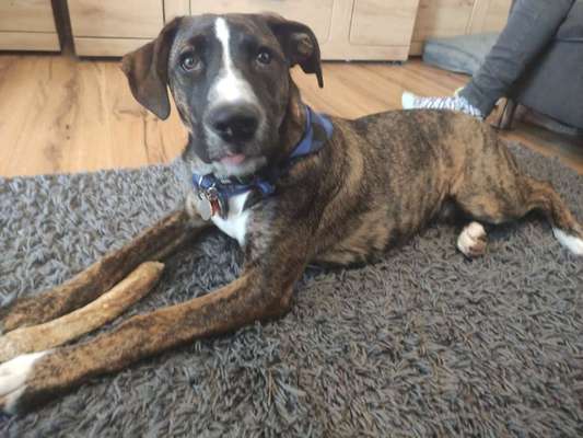 Mischlingshunde Foto Aufruf-Beitrag-Bild